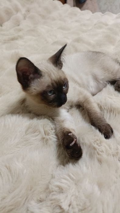 Кошенята меконгського бобтейла