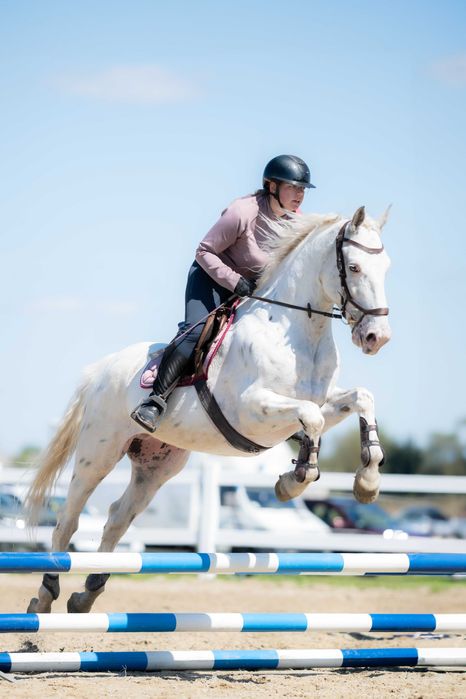 Sprzedam wałacha dla dziecka lub amatora