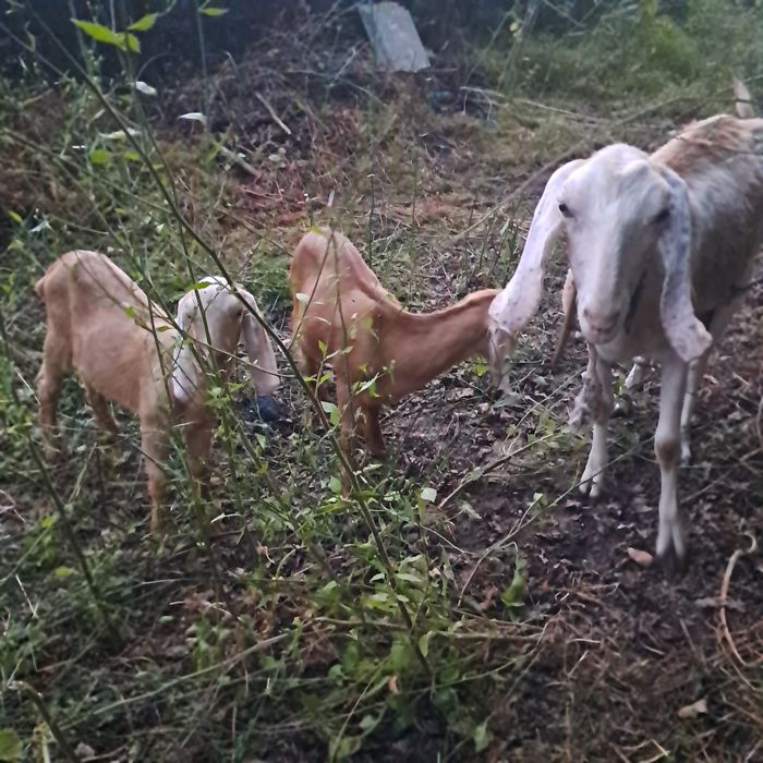 Cabras.Vendo cabrito de raca anglonubiana