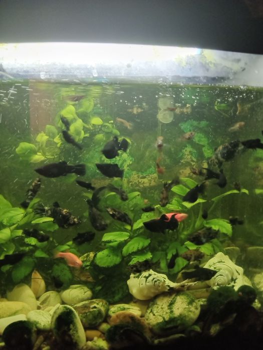 Рыбки Аквариумные моллинезия молинезии