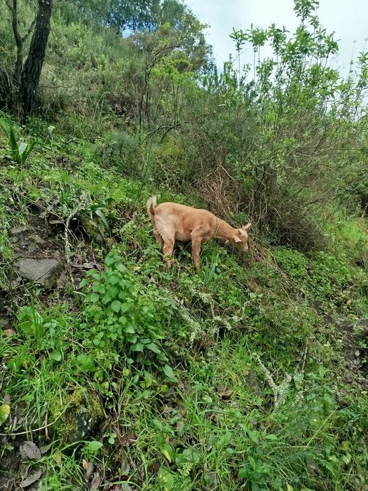 Cabrito saneen troco por outro