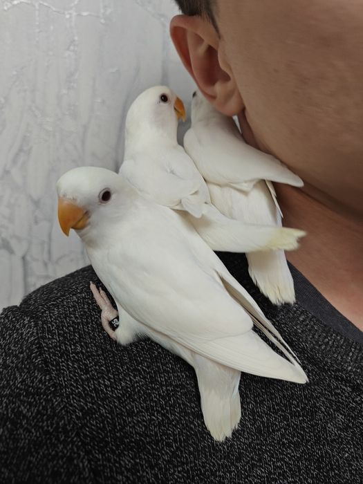 Agapórnis Roseicolis