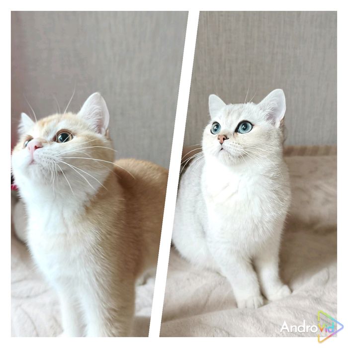 Шотландский мальчишка