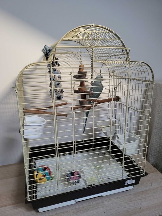 Vendo Ring Neck Macho com Gaiola