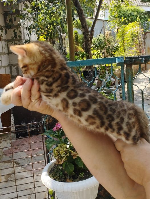 Настоящий бенгал