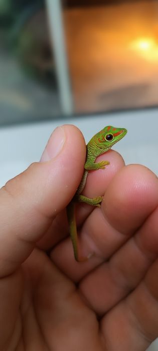 Gekon zielony Madagaskarski