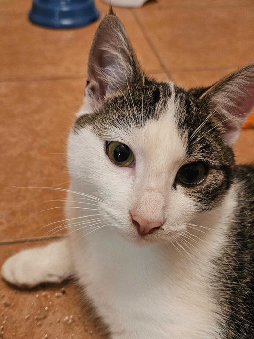 Zeus kocha ludzi, kocha koty, kocha zabawki