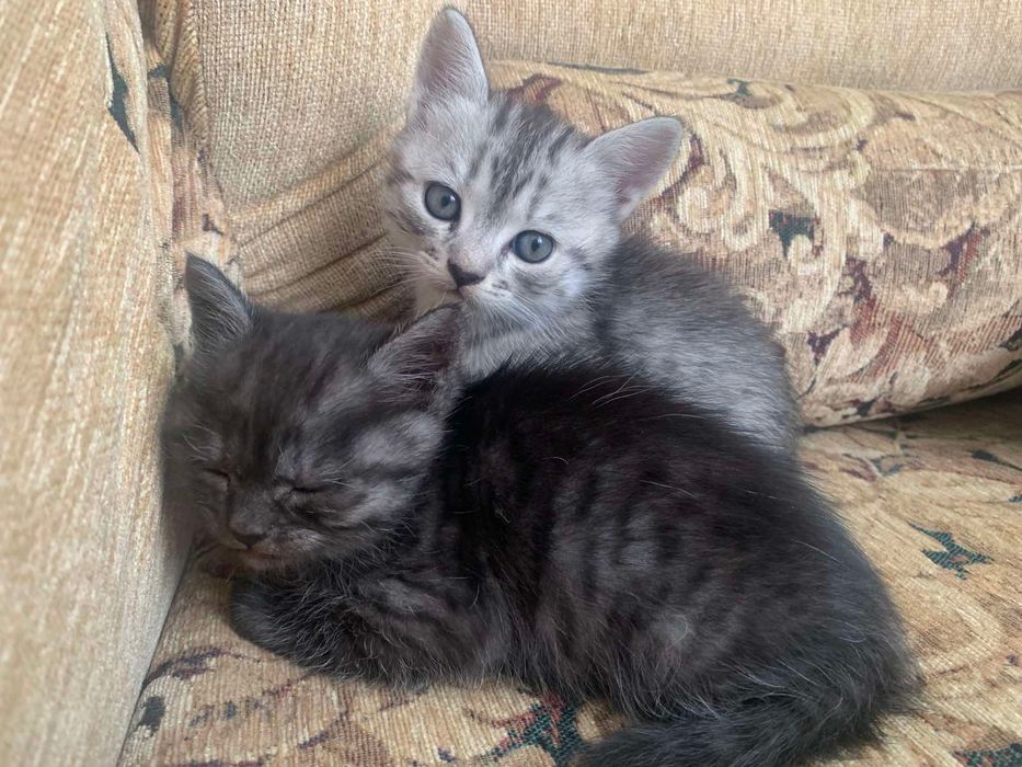 тваринки , котики
