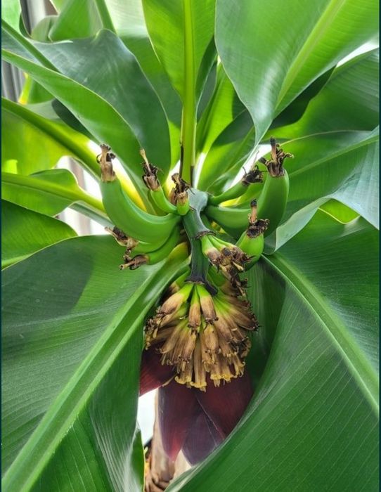 Bananowiec Musa Tropicana młoda sadzonka