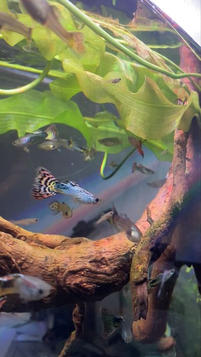 Guppys - machos e fêmeas para venda