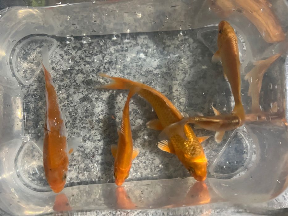 Carpas koi.