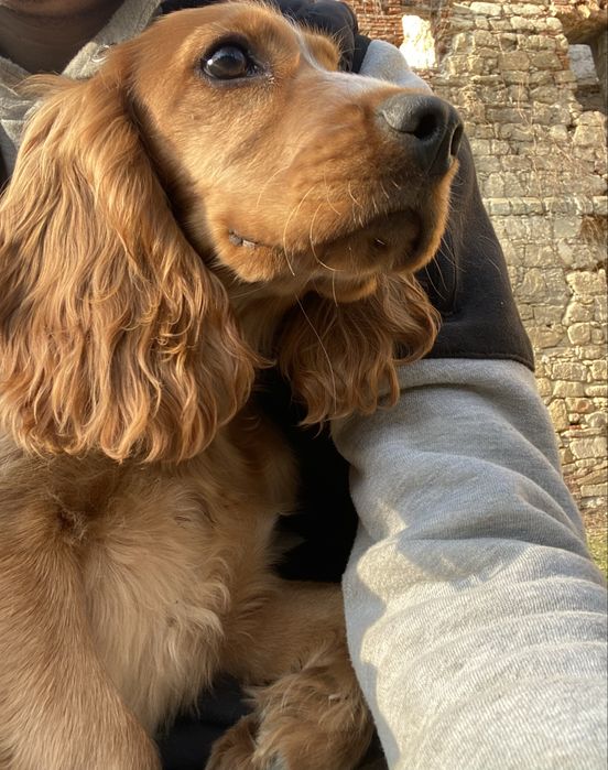 Дівчинка Англійський кокер спаніель