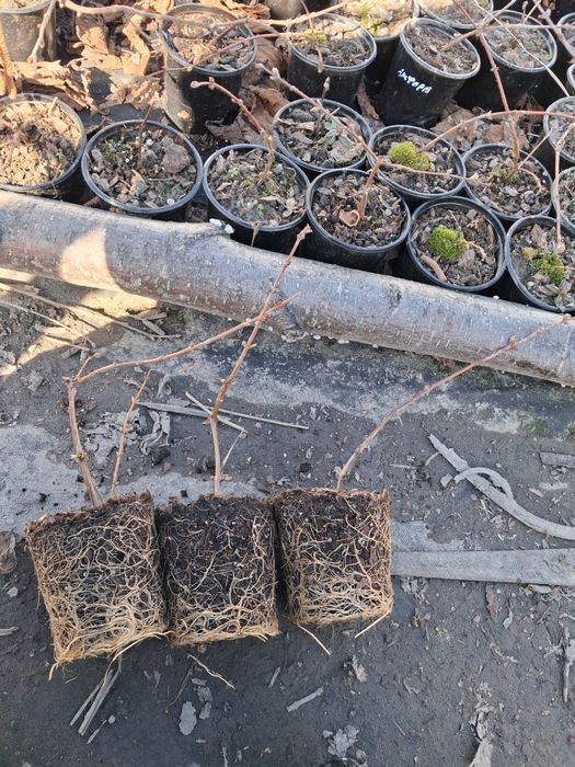 Продається жимолость їстівна