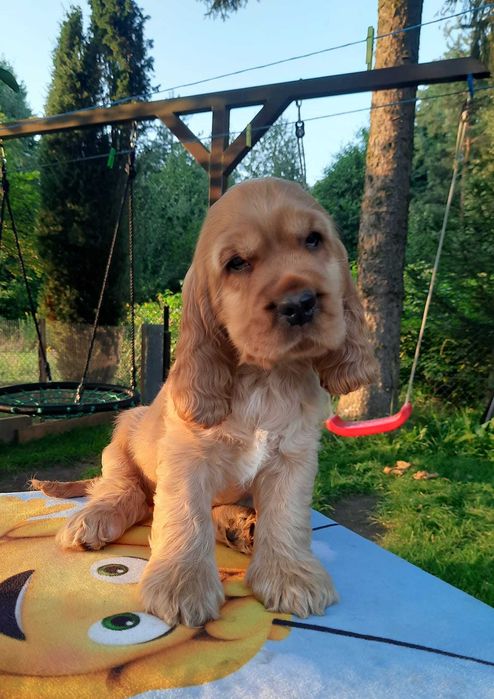 Cocker Inglês dourado