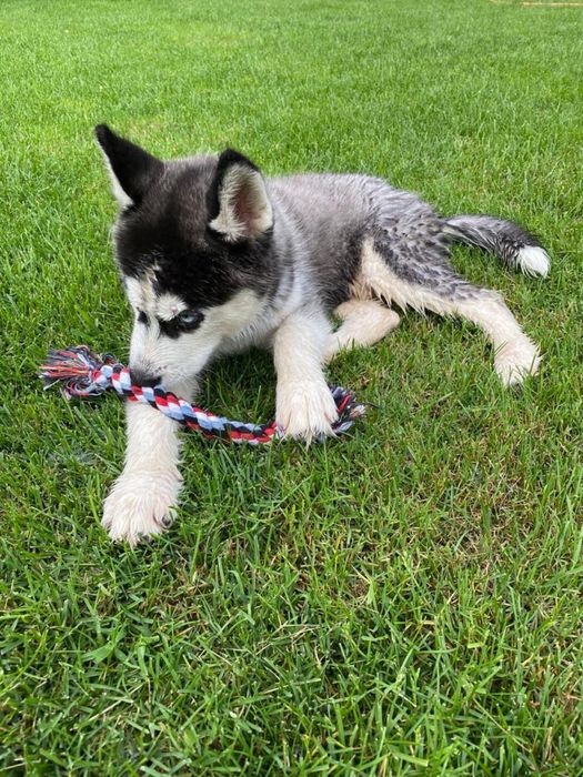 Вязка, средний кобель хаски окраса блак&вайт, случка