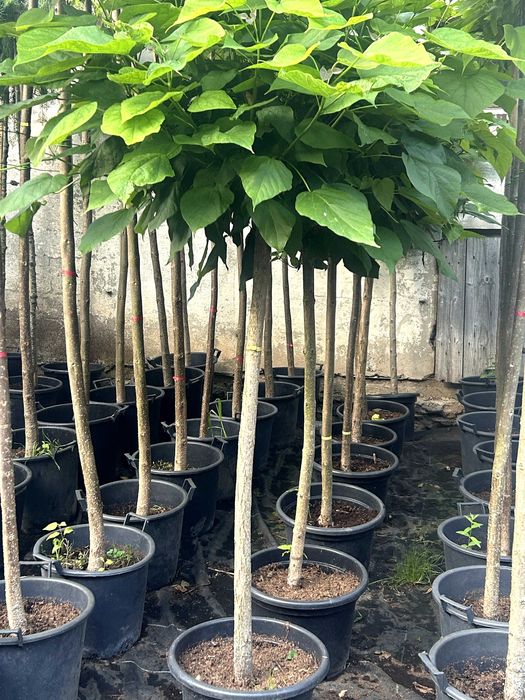 Surmia Nana , Katalpa Nana