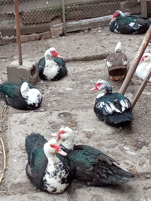 Молодые индоутки