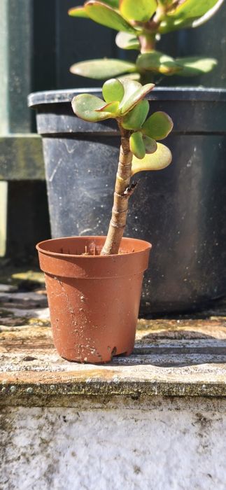 Suculenta (Planta Jade)   "Crassula ovata"- XS