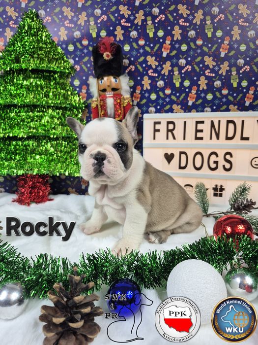 Buldog Francuski piesek Rocky