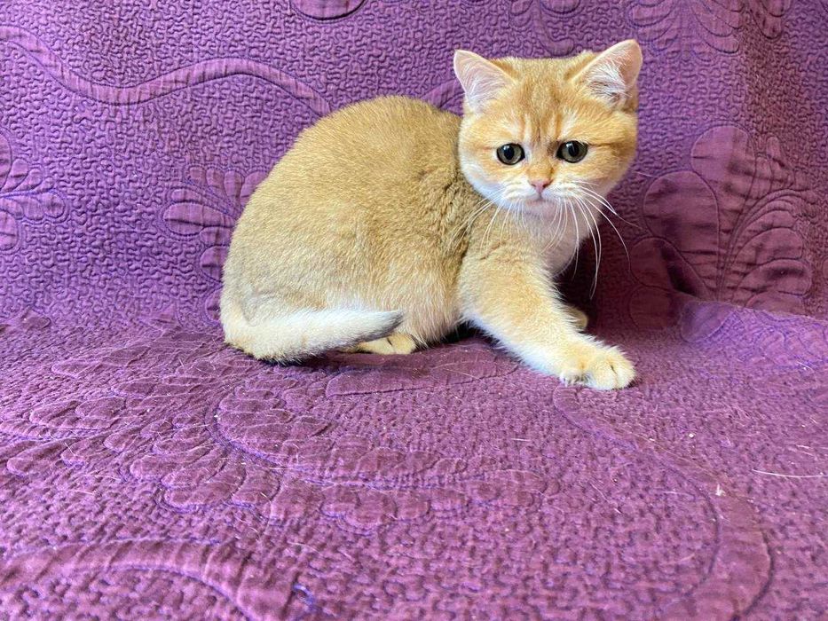 Британські сріблясті та золоті шиншилли