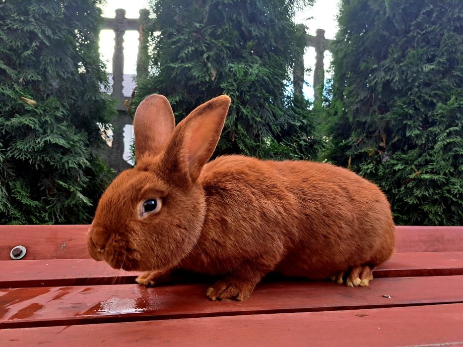 Samiec Nowozelandzki Czerwony