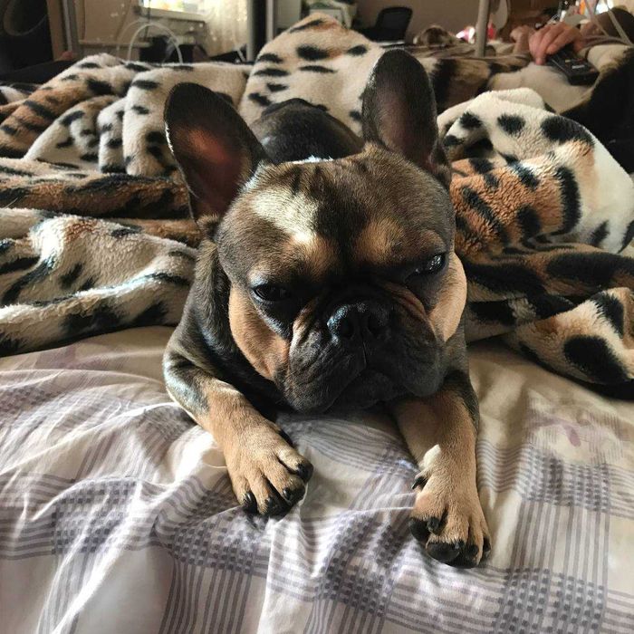 Французский бульдог