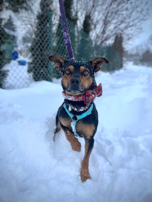 Mały Roki szuka domku!!