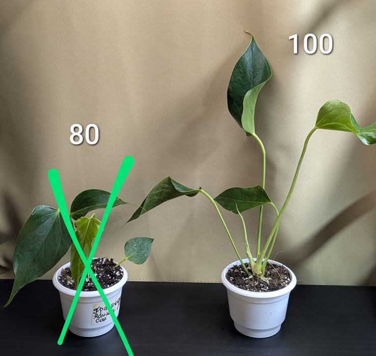 Антуріум білий Ліллі та інші 9 сортів