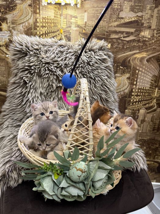 Шотландські кошенята
