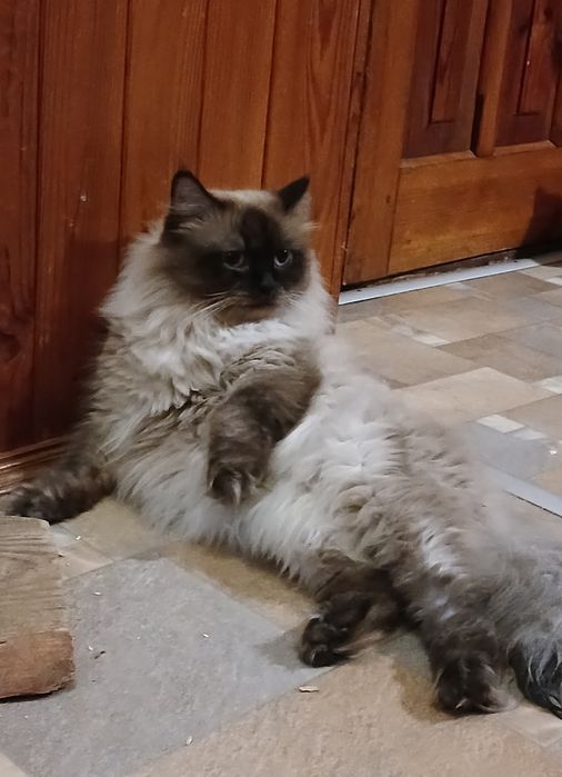 Вязка, невский маскарадний