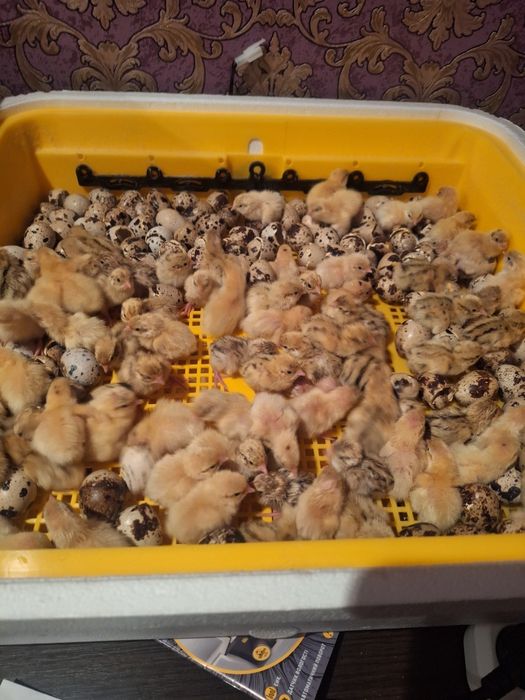 Продам перепелов