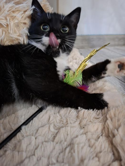 Mały kociak z mrozów