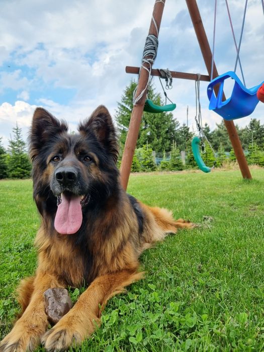 Owczarek Niemiecki Długowłosy SZCZENIAKI  - WIOSNA 2026 REZERWACJA