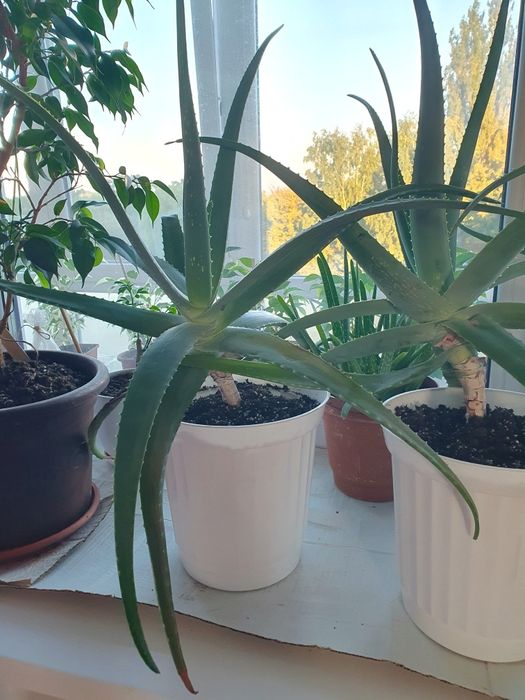 Алое вера (лікувальна рослина) з горщиком