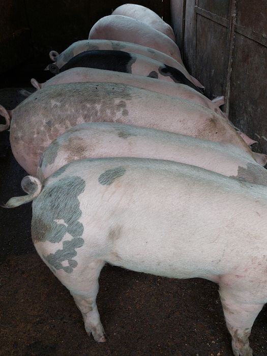 Продам свині великі м'ясні  домашні.