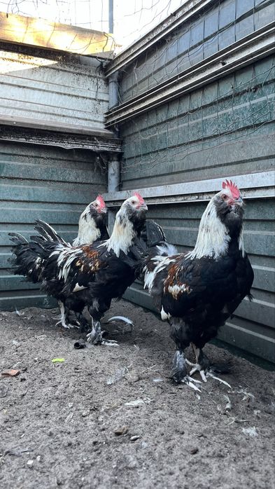Galos marans , pedres portuguesa, faverolles