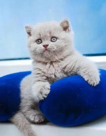 Шотландские плюшевые котята.