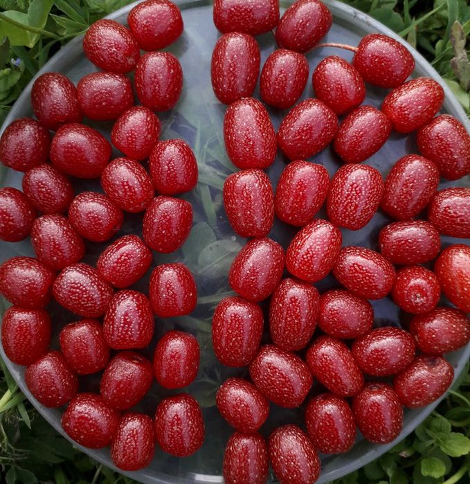 Свіжі ягоди Гумі.