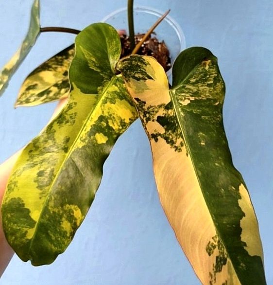 Rar. Philodendron Brown Beauty . Філодендрон.: 3 800 грн
