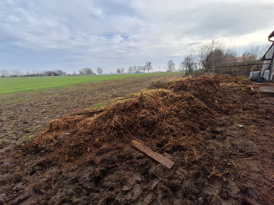 Obornik koński oddam