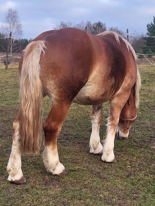 Koń, Klacz zimnokrwista, kasztanka,