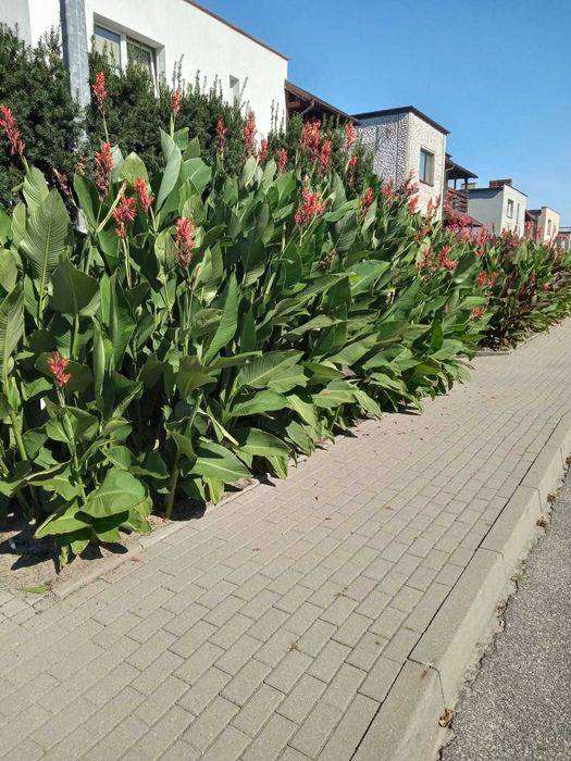 Sadzonki kwiatów kanna paciorecznik 20sztuk