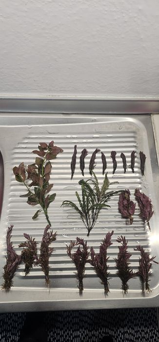 Plantas aquario agua quente