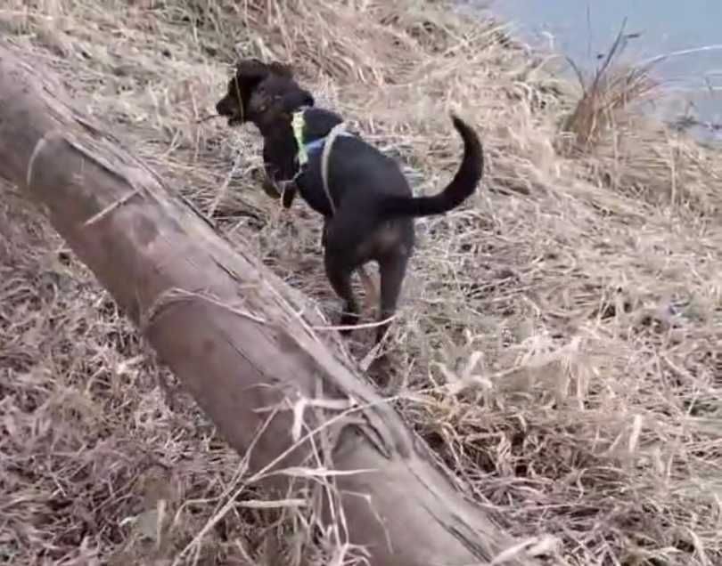 ELMO  rezolutny , kochany psiak do adopcji