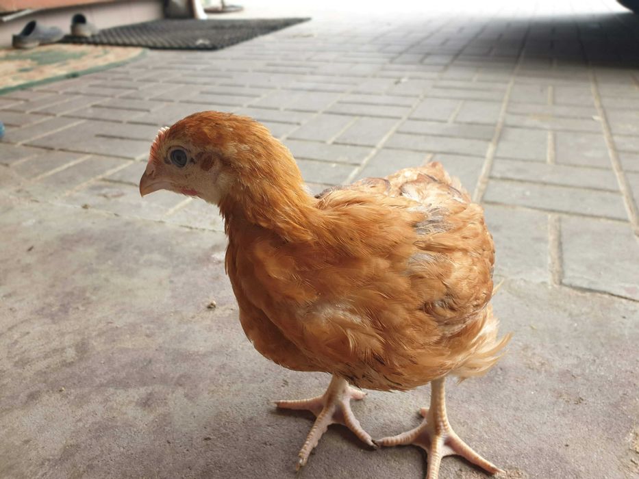 Kurczak zagrodowy Brojler Rebo brązowy pisklęta do odchowu dowóz