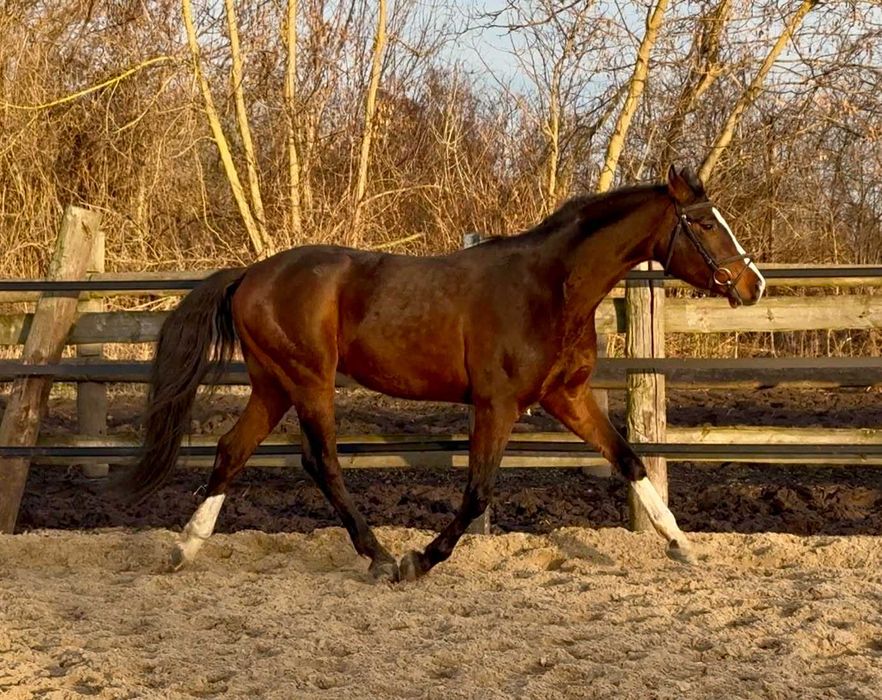 3,5 letni ciemnogniady wałach SP ze świetnym ruchem