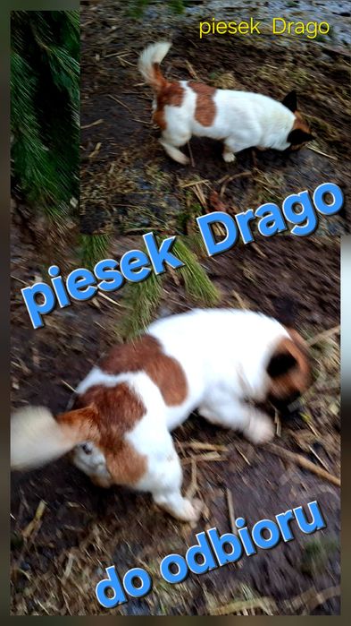 Piesek! 1 .5 roku !! JACK RUSSELL krótkie nóżki rodzice w hodowli