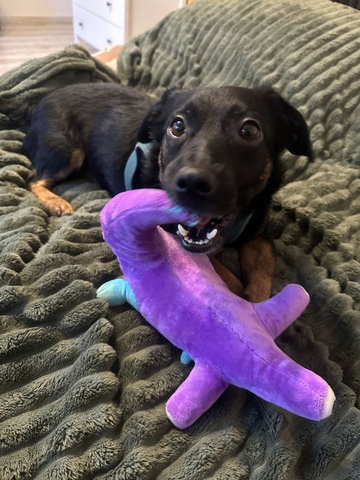 Mały Oluś szuka nowego domu