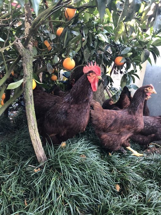 Ovos - Rhode island red e sussex ligth.