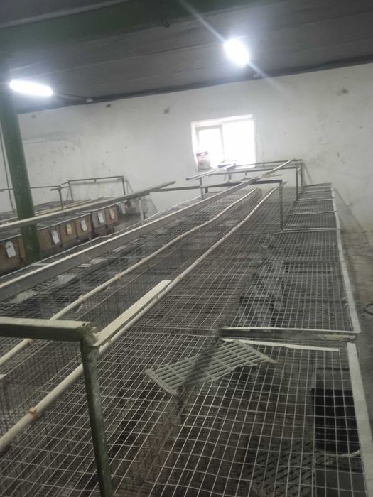 Клітки для кроликів